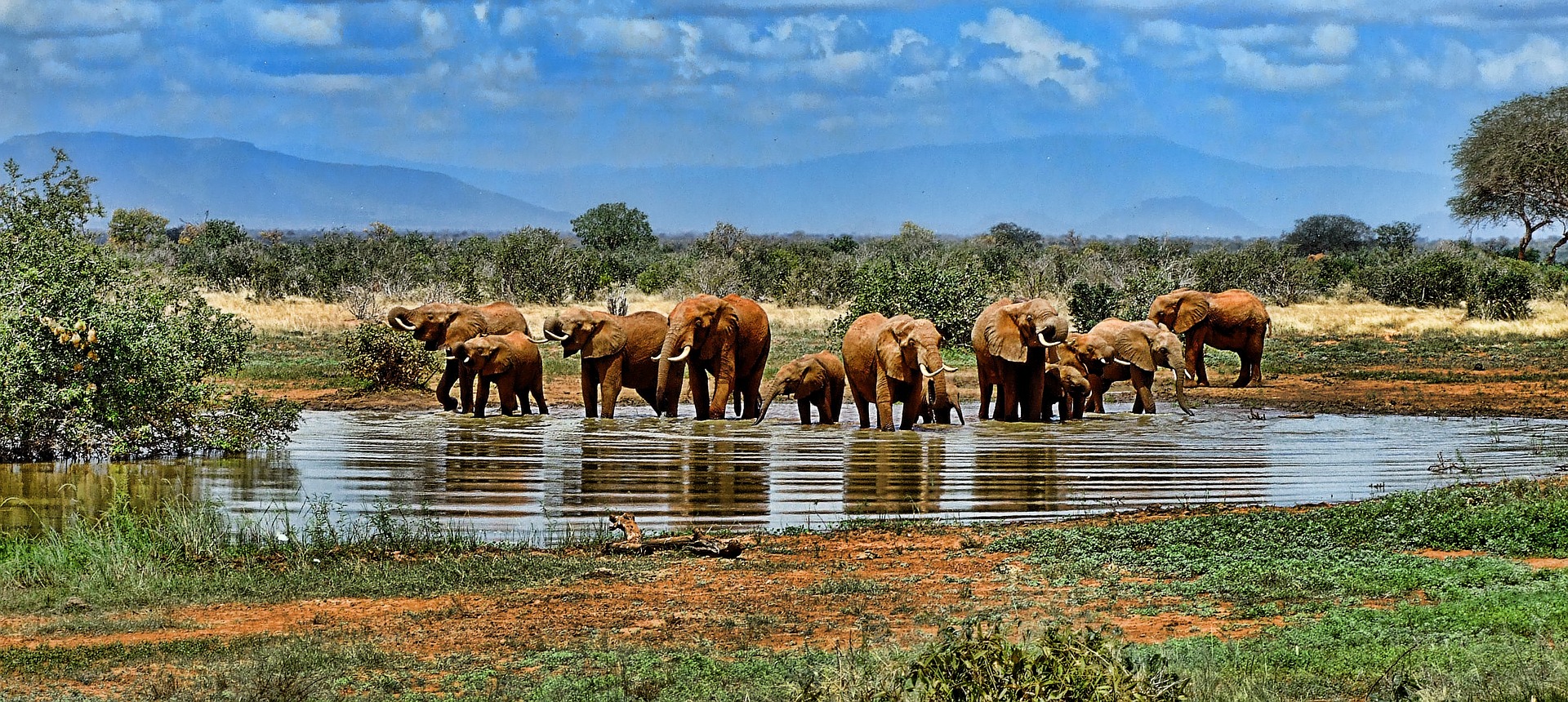 A herd of Elephants drinking water surrounded by grass and trees