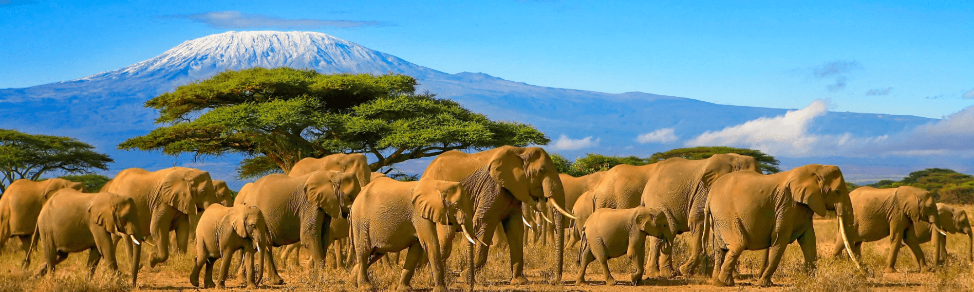Heard of elephants walking in grass with trees and a mountain in the backdrop