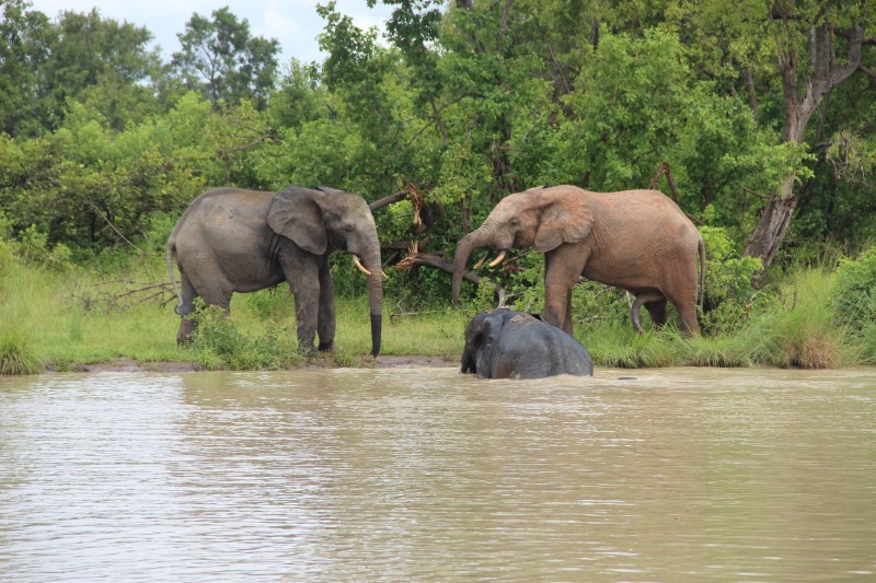 Mole National Park - Ghana Safari Adventure