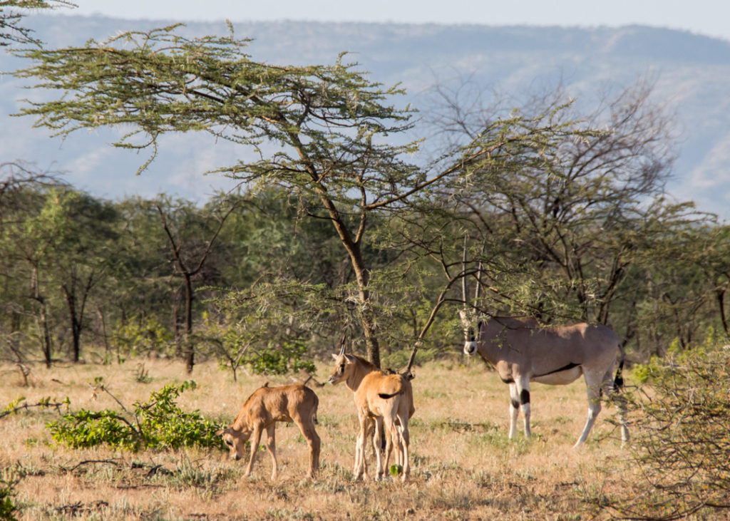 Awash National Park