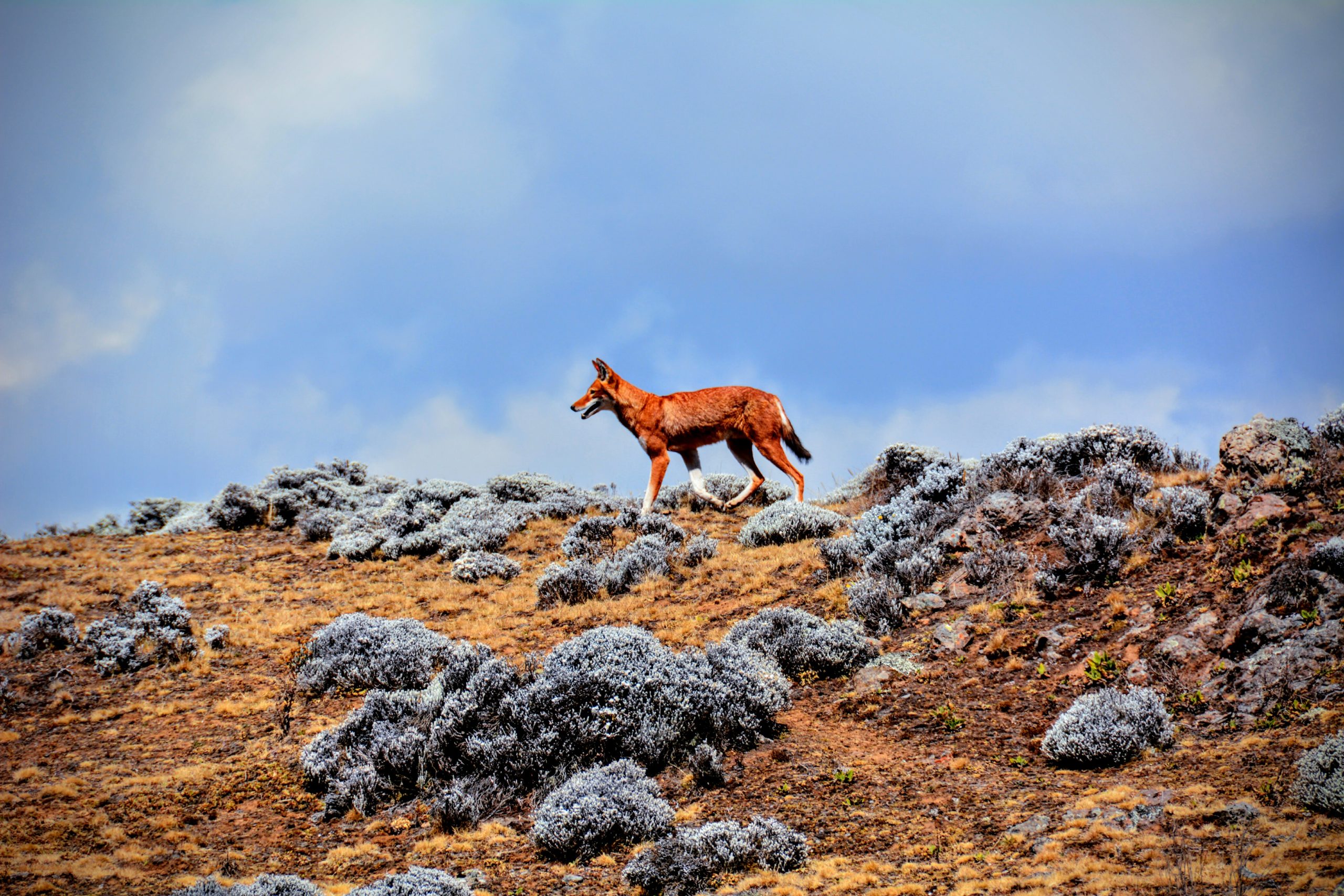 Bale Mountains National Park - Tour of Ethiopia