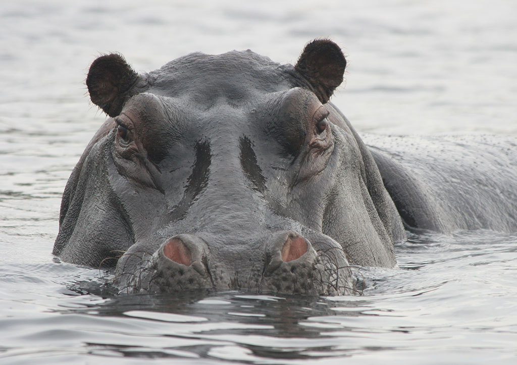 Wechiau Hippo