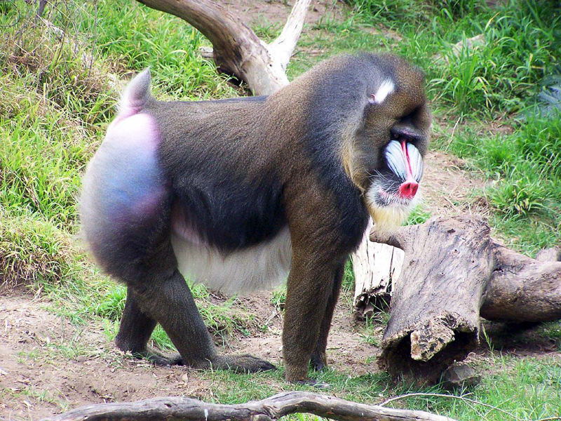 Mandrill