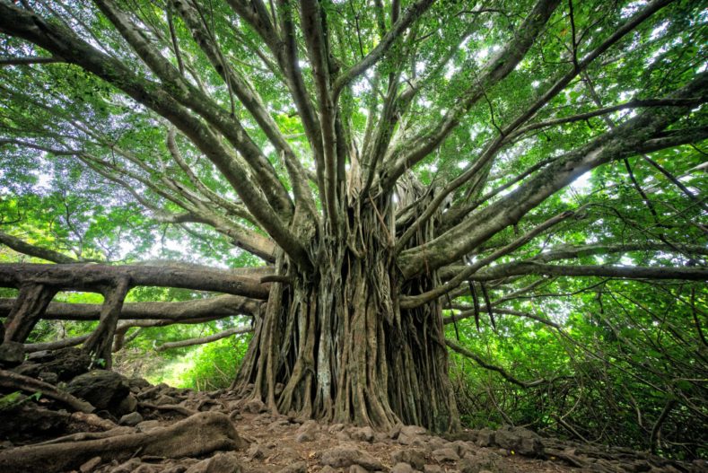 Palaver Trees, Senegal - Palaver Trees