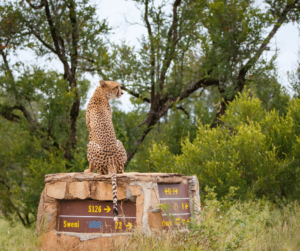 Kruger National Park, Top 10 Places to Visit in Africa