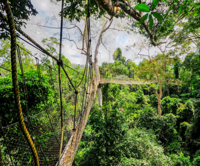 Palace Travel - kakum National Park