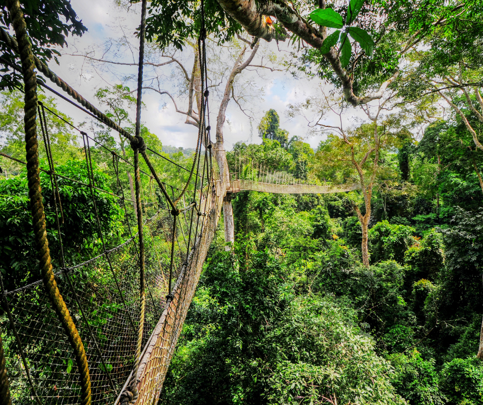 Palace Travel - kakum National Park