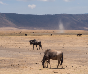  Ngorongoro Crater Palace Travel 