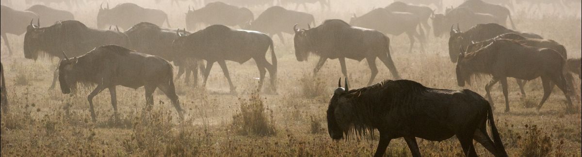 The Amazing Wildlife of the Masai Mara National Reserve