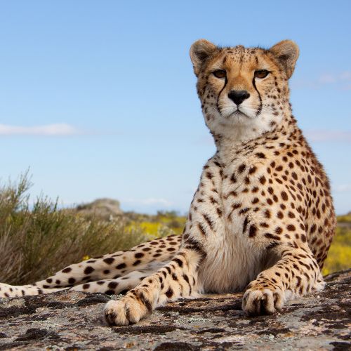 The Amazing Wildlife of the Masai Mara National Reserve