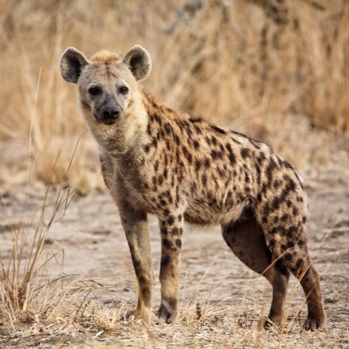 The Amazing Wildlife of the Masai Mara National Reserve