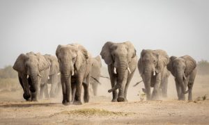 The Amazing Wildlife of the Masai Mara National Reserve