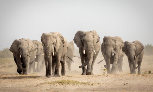 The Amazing Wildlife of the Masai Mara National Reserve