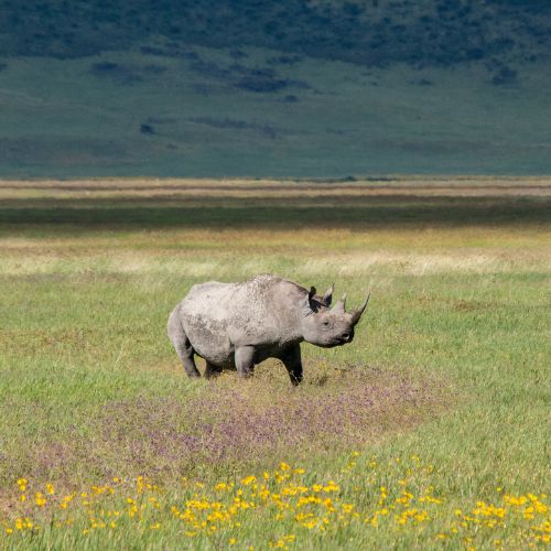 The Unique Beauty of Tanzania’s Ngorongoro Crater