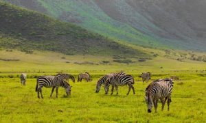 The Unique Beauty of Tanzania’s Ngorongoro Crater