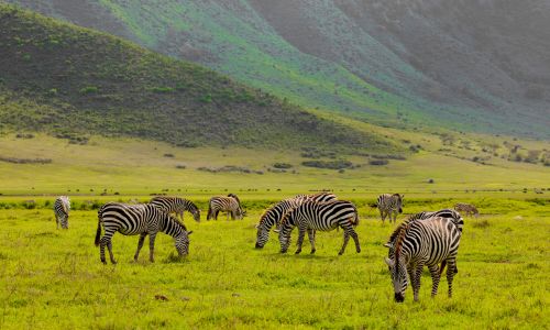 The Unique Beauty of Tanzania’s Ngorongoro Crater