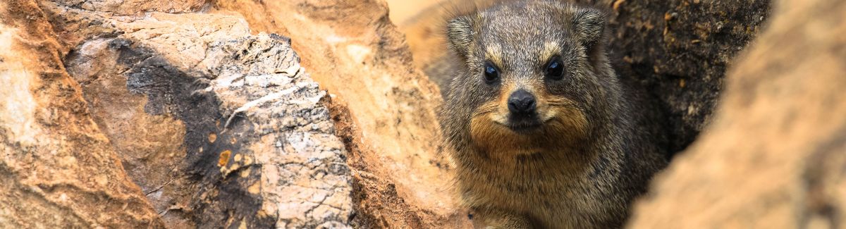 Discovering African Wildlife Beyond the Big Five