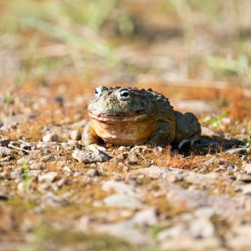 Discovering African Wildlife Beyond the Big Five