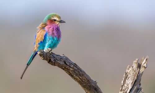 Discovering African Wildlife Beyond the Big Five