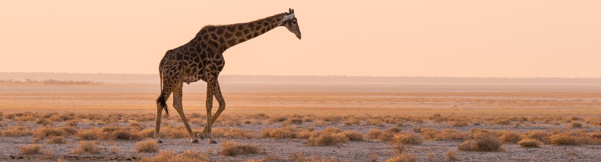 The Stunning Experience of Kruger National Park