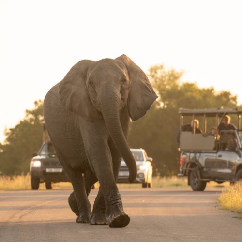 The Stunning Experience of Kruger National Park