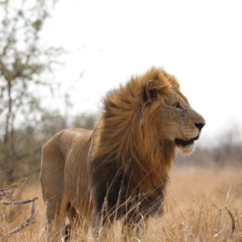 The Stunning Experience of Kruger National Park