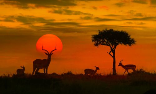 The Stunning Experience of Kruger National Park