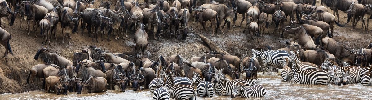 8 Things To Prepare for Witnessing the Great Migration