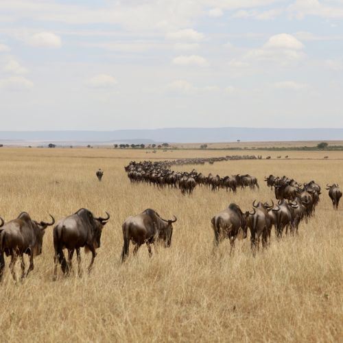 8 Things To Prepare for Witnessing the Great Migration