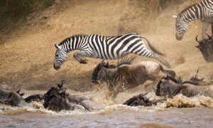 8 Things To Prepare for Witnessing the Great Migration