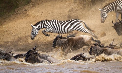 8 Things To Prepare for Witnessing the Great Migration