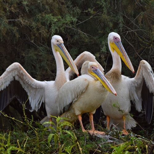 Exploring Djoudj National Bird Sanctuary in Senegal