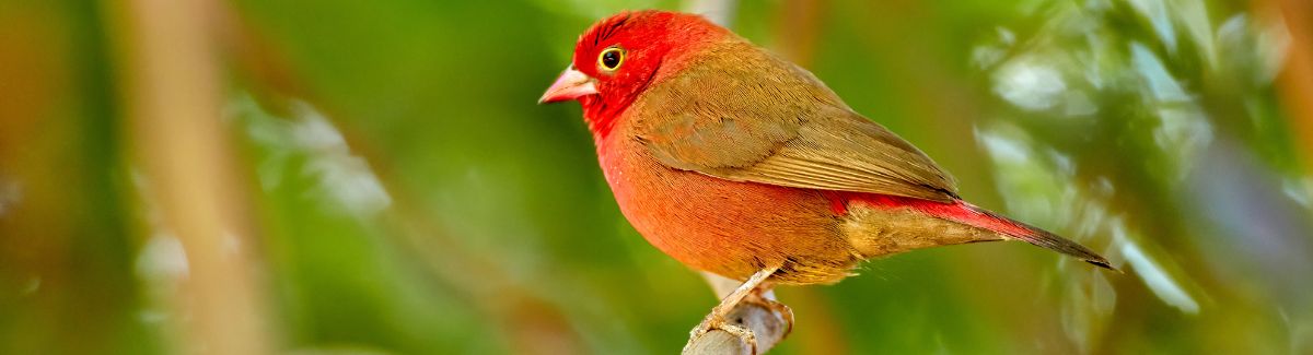 Exploring Djoudj National Bird Sanctuary in Senegal