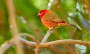 Exploring Djoudj National Bird Sanctuary in Senegal