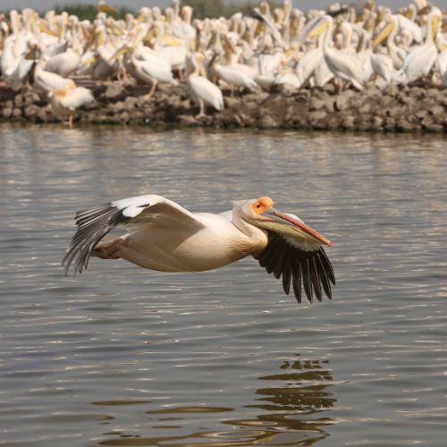 Exploring Djoudj National Bird Sanctuary in Senegal