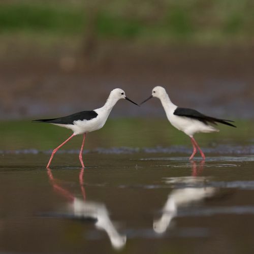 Africa’s Top Birdwatching Destinations in Winter Months