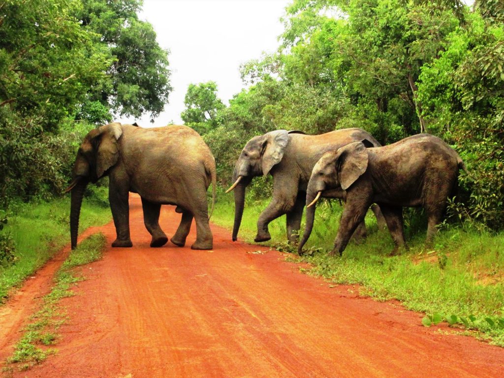 Mole National Park Safari 5 Secrets To Ghana s Elephants Palace Travel mole-national-park-safari-5-secrets-to-ghana-s-elephants-palace-travel