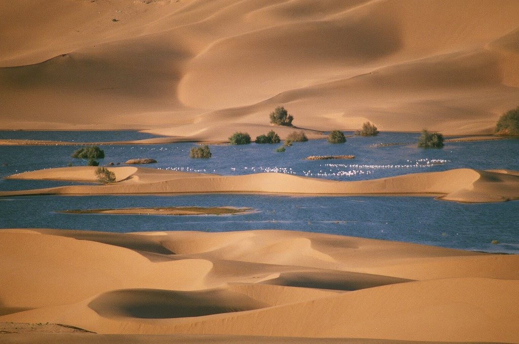 View of the Sahara desert with a large body of water and trees between the dunes - Discover Western Sahara