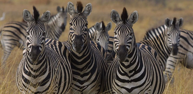 A group of zebras in tall grass