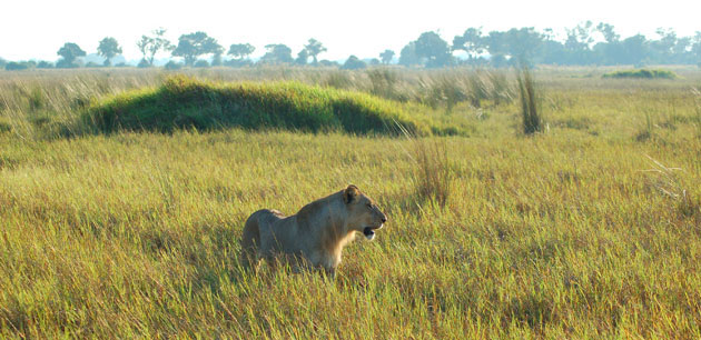 A lioness in tall grass