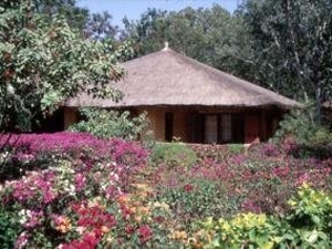 View of Bougainvilleas