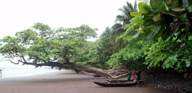 Three people standing next to boats on a beach where a large tree has fallen - Cameroon Baaka Pygmy