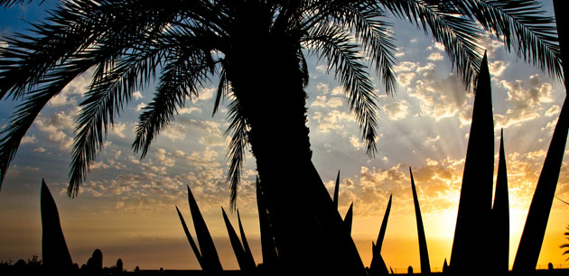 A silhouetted palm tree at sunset