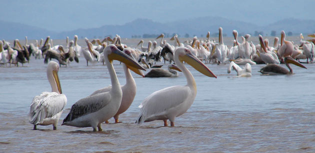 A large group of pelicans standing in water - Back Roads of Ethiopia