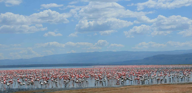 A massive group of flamingos drinking water