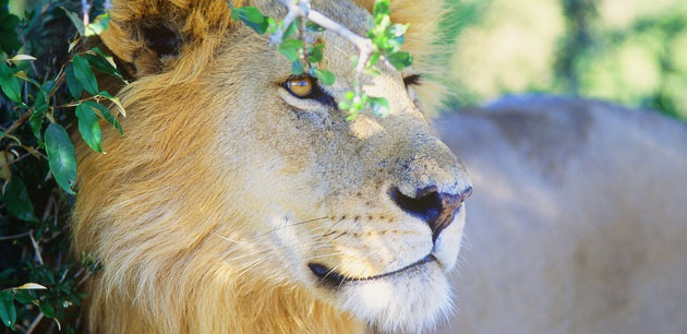 Close up of a lion - Kenya Big 5 Wildlife Safari
