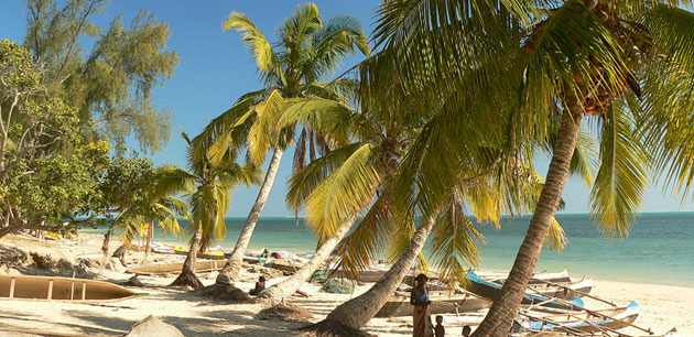 Large palm trees covering people on the beach - Discover Madagascar