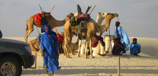 People surrounding camels in a desert