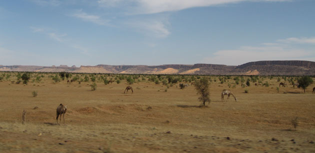 Large field with camels eating