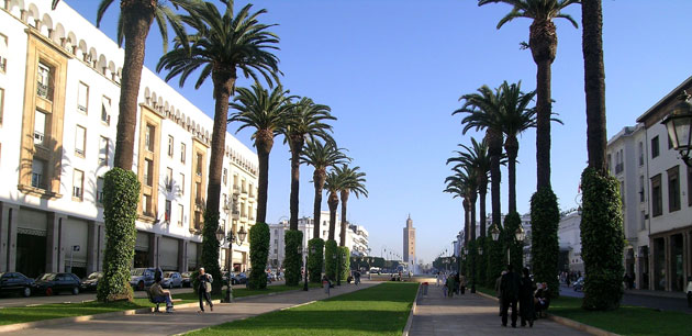 A long walkway surrounded by tall palm trees - Treasures of Morocco